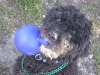 Doggels 038