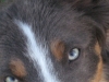 Doggels 033