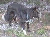Doggels 041