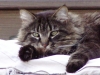 Finny at table